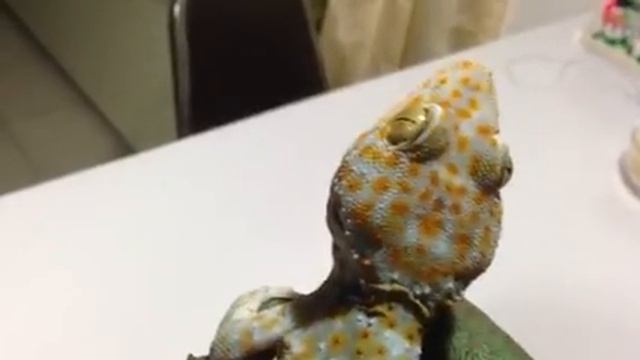 Геккон токи (Gekko Gecko) 2