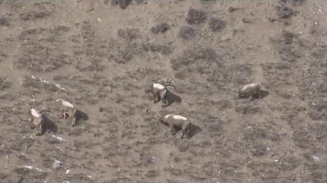 Снежный Барс (Tien-Shan Capricorn) смотреть онлайн