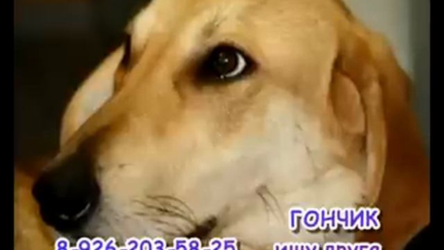 Гончая смотреть онлайн