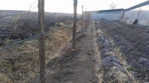 Завершение строительства шпалеры для ежевики