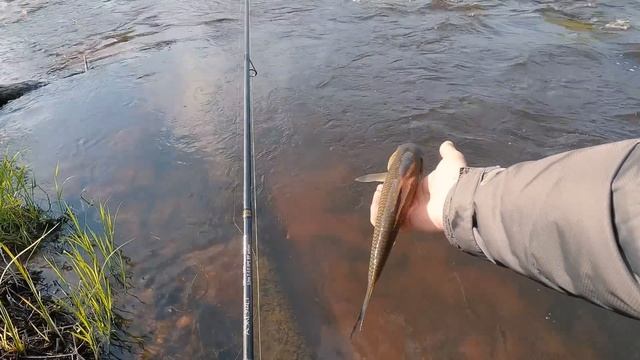 Попёр клёв голавля 2023. Дождались!!! смотреть онлайн