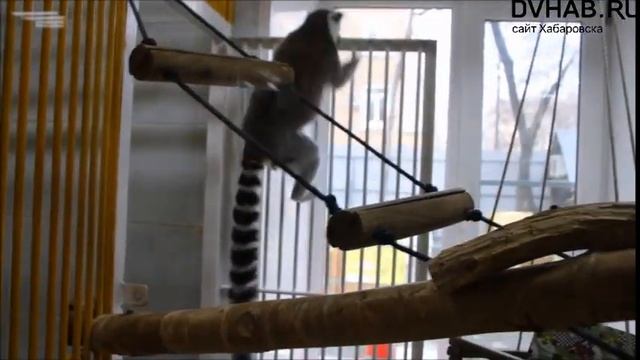 У лемуров в зооцентре «Питон» родился детеныш смотреть онлайн
