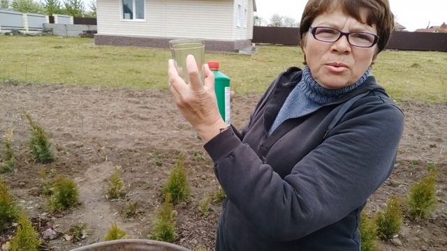 Первая подкормка хвойных. Борьба с майским жуком. смотреть онлайн