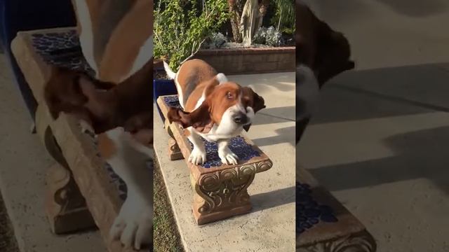 Slow Motion Basset Hound Shaking смотреть онлайн