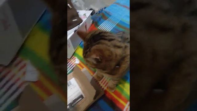 Кот МАРСианин. я опять крокодил, и опять крокожу ) смотреть онлайн
