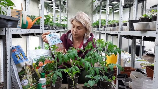 Что нужно рассаде? Выращиваем рассаду сами без проблем смотреть онлайн