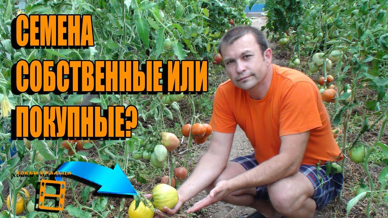 СЕМЕНА ПОМИДОРОВ (ТОМАТОВ) СОБСТВЕННЫЕ ИЛИ ПОКУПНЫЕ? ВСЕ ЗА И ПРОТИВ. САД (ОГОРОД) И ТЕПЛИЦА смотреть онлайн