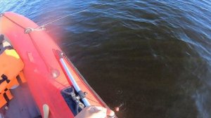 Рыбалка на сома с квоком и урезом.