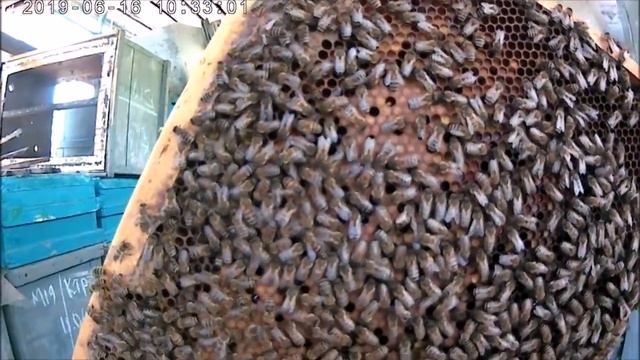 Белая Акация Пакеты Джубги 4 рам взяли больше мёда 10 рамочных семей Поворино. смотреть онлайн