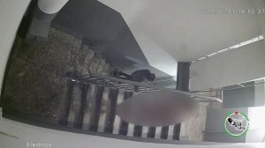 Молодые люди шкодили в подъезде.