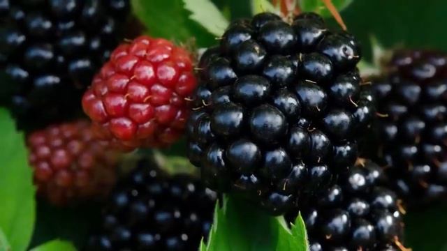 Чем может быть опасна ежевика? Польза и вред ежевики для человека. смотреть онлайн