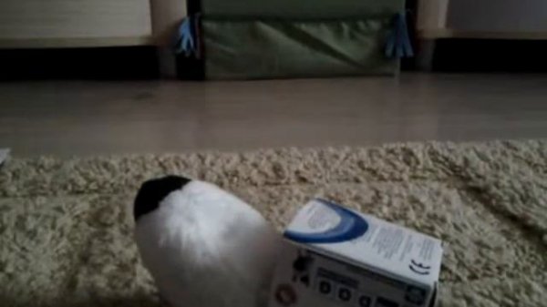 Открываем игрушку the dog collection. Ура !!!!!!