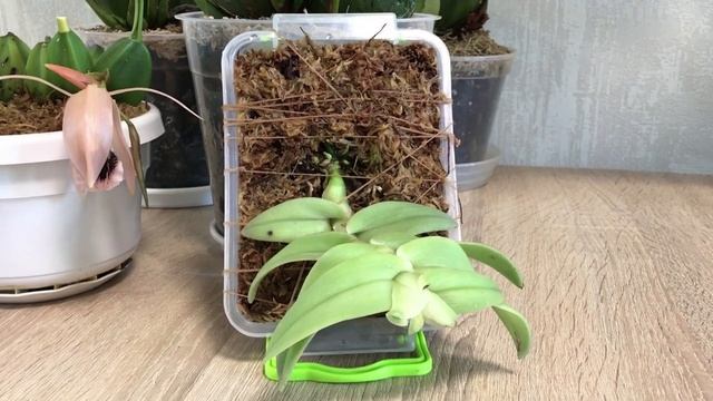 Цветущая ликаста и адаптация других орхидей из Эквадора.