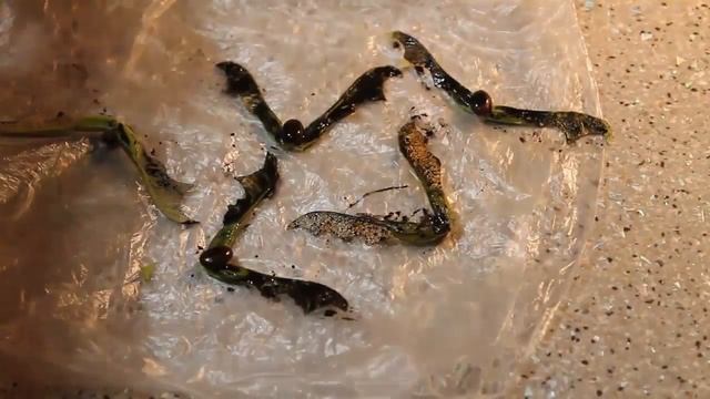 Летучая мышь к Хеллоуину своими руками. Bat for Halloween смотреть онлайн