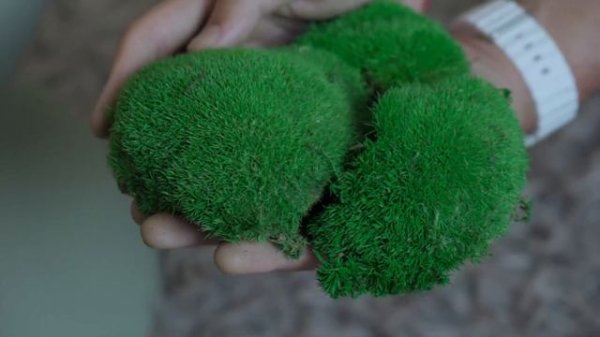 Обзор на царскую кочку от компании GREENERY