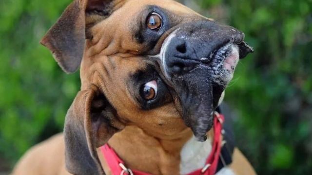 Sound That Makes Dog Tilt Head Left & Right (GUARANTEED ) смотреть онлайн