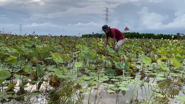 Technique Skill And Found Giant Betta Fish And All Kind Of Bette Fish Near In Rain Season