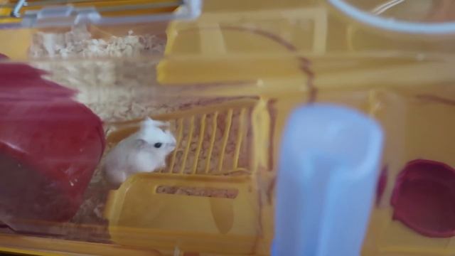 Новая клетка для сбежавших хомяков. Зоомагазин. смотреть онлайн