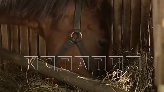 Конокрадов, угонявших лошадей на колбасу, нашли и задержали смотреть онлайн