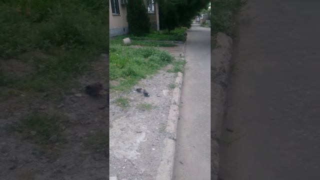 Разговор птенцов дятла смотреть онлайн