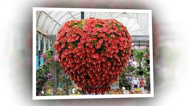 Антуриум (лат. Anthúrium). смотреть онлайн