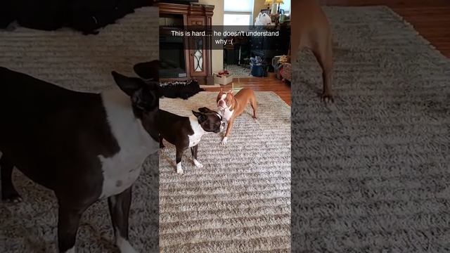 Toby was just neutered and not allowed to play...that was hard lol Nov 2021 смотреть онлайн