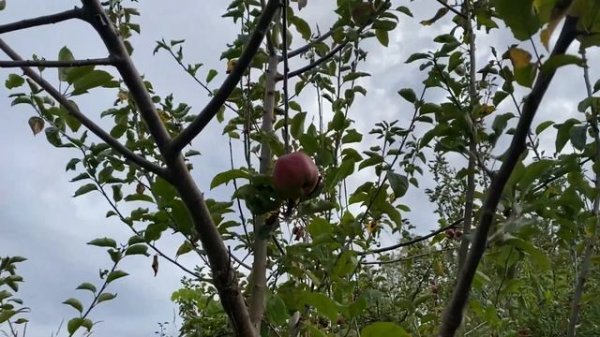 Cosmic Crisp, Honey Crisp, Crimson Crisp, King David Apple Taste Test and Comparison!