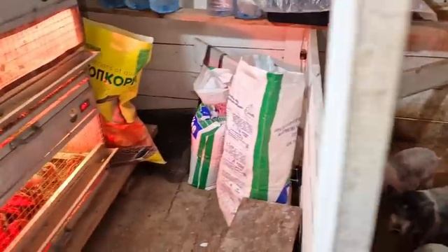 пропойка перепелов! как последний гусёнок? смотреть онлайн