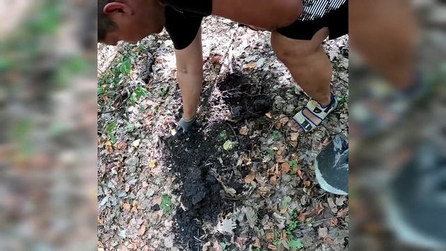 На прогулке по лесу с лабрадором проверяем сигналы металлоискателя в поисках клада смотреть онлайн