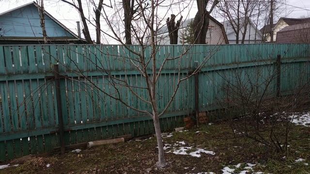 Обрезка груши весной для начинающих..Часть 1. смотреть онлайн