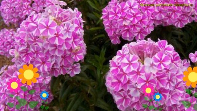 Флокс метельчатый Наташа. Краткий обзор, описание характеристик phlox natascha Natasha смотреть онлайн