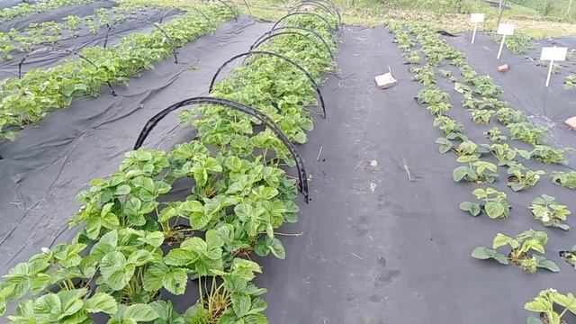 #КЛУБНИКА. ЗАЧЕМ НУЖНО ОБРЕЗАТЬ УСЫ ? смотреть онлайн