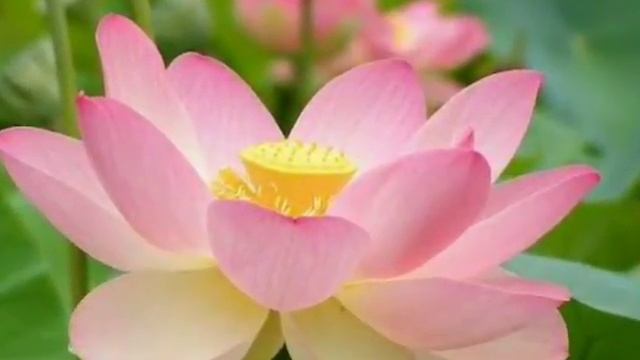 KAMA Ayurveda Rejuvenating & Brightening Ayurvedic Night Cream