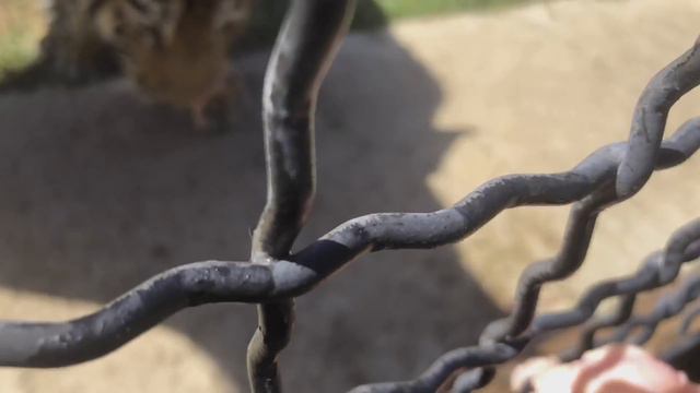 Тигрята Фриды. Тайган | Cubs Tigress Frida. Taigan