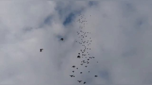 11.ч. / ГОЛУБИ - САМИ ГОВОРЯТ ЗА СЕБЯ / 11.12.2020.Г. смотреть онлайн