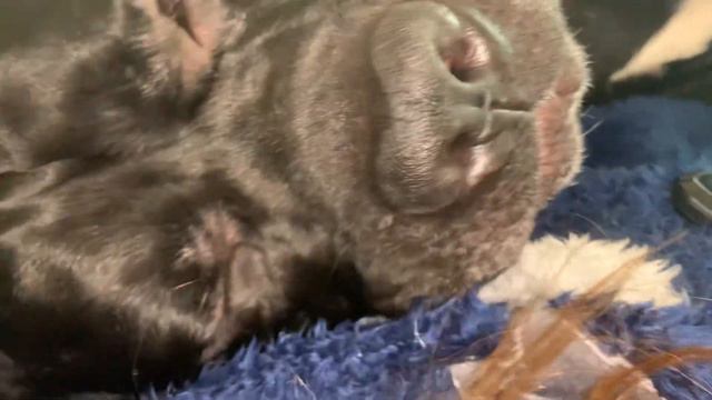 Не заводите породу Кане Корсо😂 Челобака спит ❤️ А вы разрешаете своим на кроватку?)) смотреть онлайн