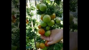 ТОМАТ ПАЛКА/ОПИСАНИЕ-ХАРАКТЕРИСТИКА СОРТА ТОМАТА ПАЛКА