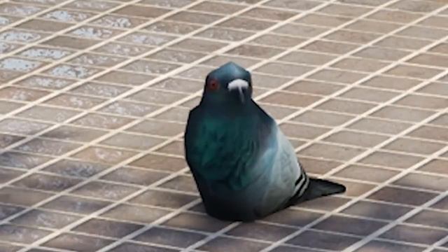 Swagg Pigeon - Battlefield Hardline смотреть онлайн