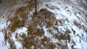 «Охота на зайца с лайкой».
