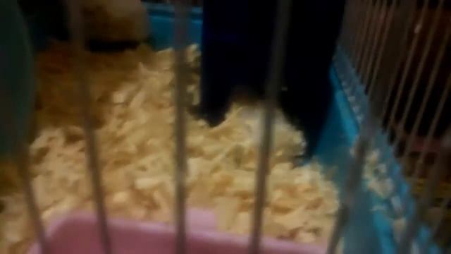 Хомяк пытался выбратся | Hamster trying to choose смотреть онлайн