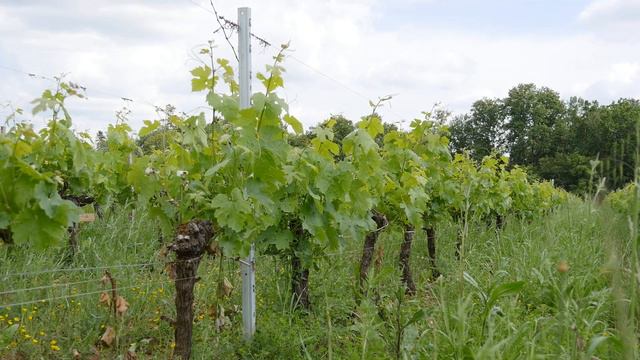 iWinemaker 2023. ОСЕНЬ. Участок N° iWinemaker 2023. НАЧАЛО. Участок N° 289 смотреть онлайн