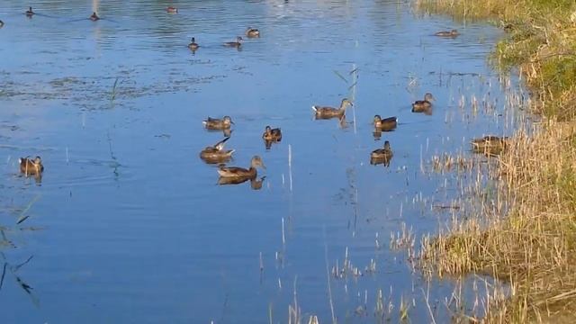 Дача пруд и утки. смотреть онлайн