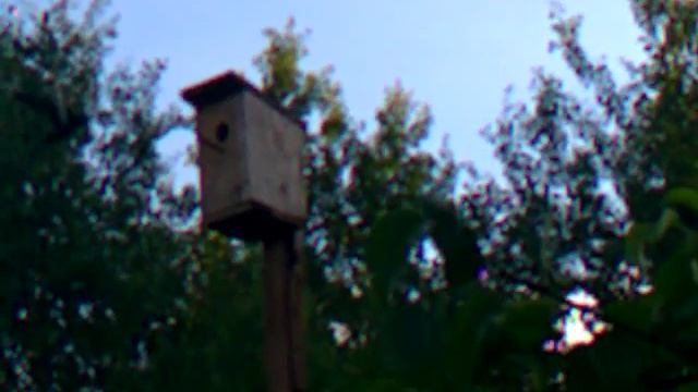 ласточки в скворечнике! смотреть онлайн