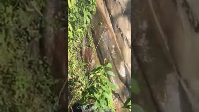 Как собирают мёд диких пчел... смотреть онлайн
