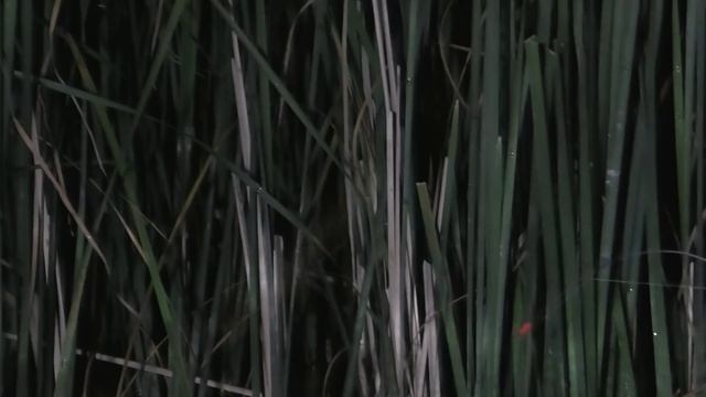 Ловля КАРАСЯ НОЧЬЮ на БОКОВОЙ КИВОК на гороховую мастырку с ЛОДКИ смотреть онлайн