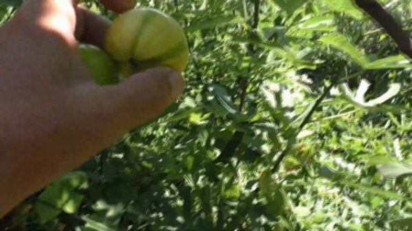 Инжир Панч  Panache основной урожай 2