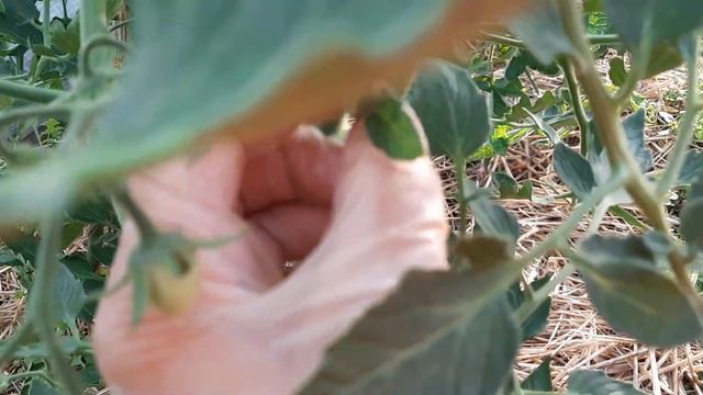 Формировка детерминантных томатов Пасынкование смотреть онлайн