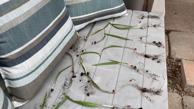 Washingtonia Robusta seedling repotting in zone 6a смотреть онлайн