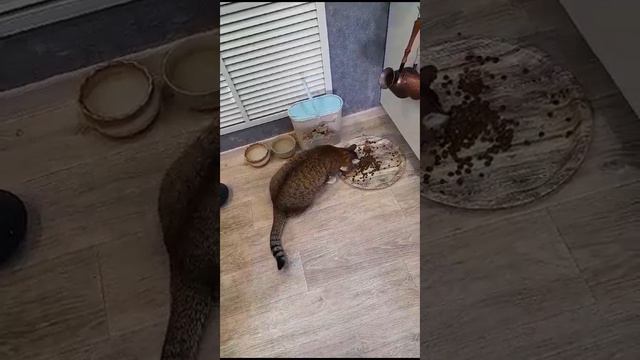 весёлая семейка Красноярский край выпускники питомника чихуахуа Кастропуло Крым ❤️ смотреть онлайн