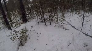 Поймал юбилейного 30го волка/ Охота на волка в Бурятии